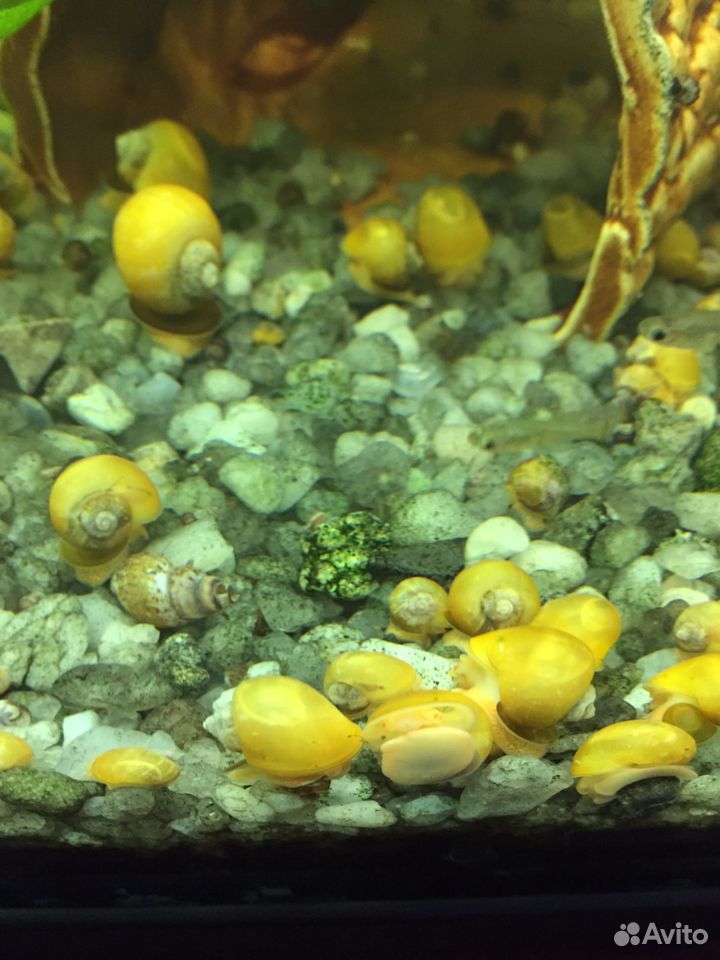 Snails