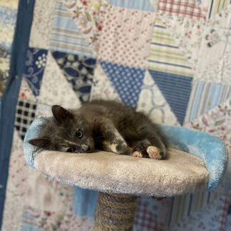 Котенок девочка
