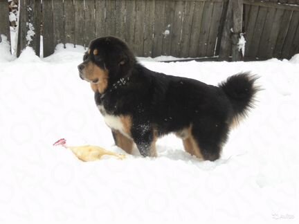 Вязка Тибетского Мастифа