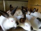 Самки кроликов на племя объявление продам