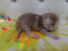 Шотландские шоколадные мраморные котята Подарок на объявление продам