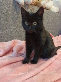 Котенок в дар