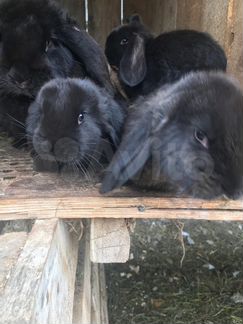 Кролики порода французские Бараны