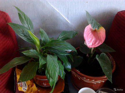 Цветы для дома