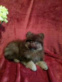 Супер пупсы