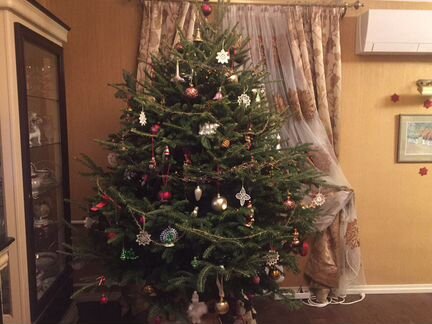 Пихта Фразера / Живая ёлка