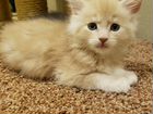 Резерв котят породы Мейн-кун объявление продам