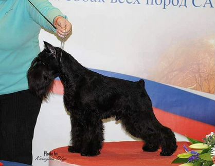 Тримминг, стрижка, вычес, хендлинг