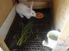 Клетки для кроликов объявление продам